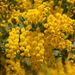 20060401_shimizupark_007